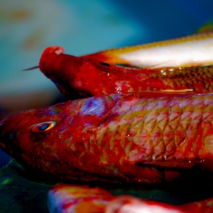 Poissons rouges sur un étal - France  - collection de photos clin d'oeil, catégorie animaux